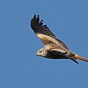 Red Kite  "Milvus milvus"